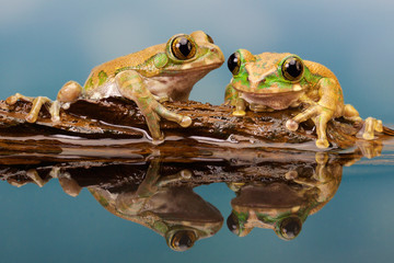 Obraz premium Peacock tree frog in a reflection pool