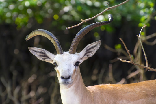 Goitered Gazelle  (Gazella Subgutturosa)