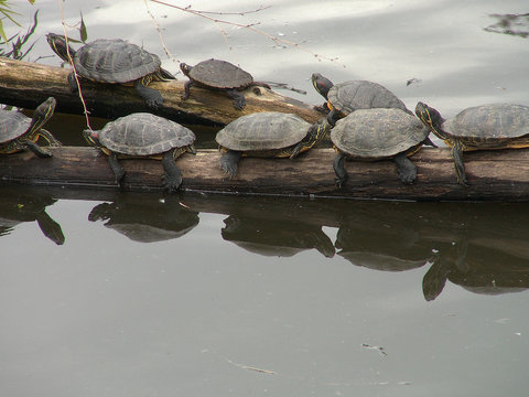 schildpadden