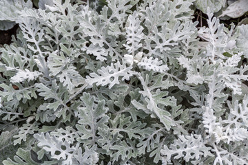 Dusty miller