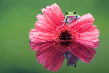 Papier Peint photo autocollant Grenouille Peacock Tree frog on a Pink gerbera plant in a reflection pool