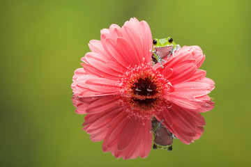 Peacock Tree frog on a Pink gerbera plant in a reflection pool