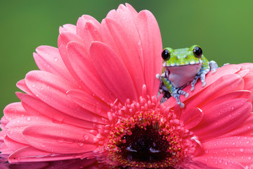 Peacock Tree frog on a Pink gerbera plant in a reflection pool