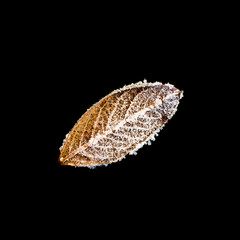 Fototapeta na wymiar Isolated Frozen leaf