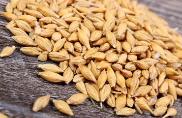 Heap of barley grain on wooden background