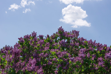 Lilac selective focus