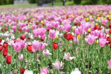 blurry tulips in spring, colorful tulips