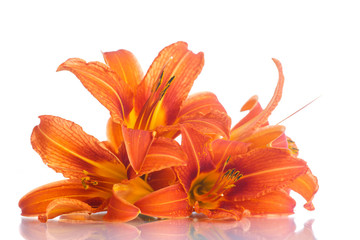 orange lily