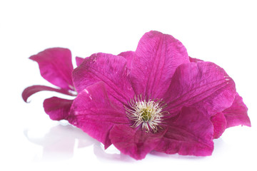 Naklejka premium beautiful blooming clematis