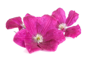 beautiful blooming clematis