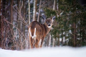  white tailed deer in a winter forest
