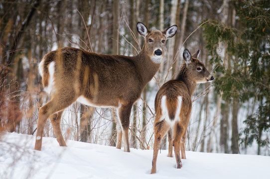 Fototapeta two white tailed deer in a winter forest