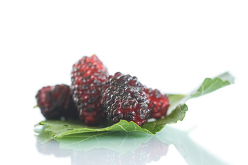 mulberry