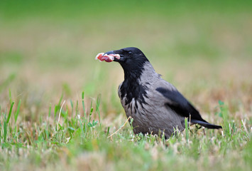 Hooded crow