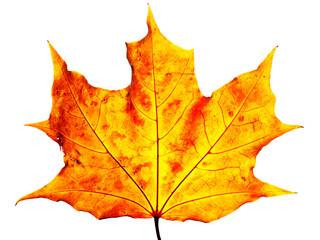 maple leaf 