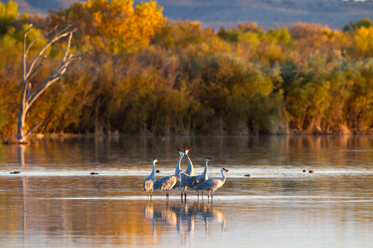 Sandhill Cranes in autumn, Bosque del Apache National Wildlife Refuge in New Mexico