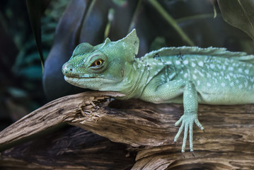Green Lizard