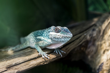 Green Lizard