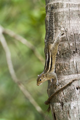 Indian palm squirrel in Minneriya, Sri Lanka