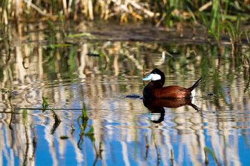 Obraz premium Male Ruddy Duck in breeding plumage in a marsh with beautiful reflections