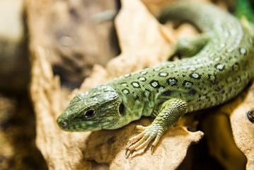 Green Lizard