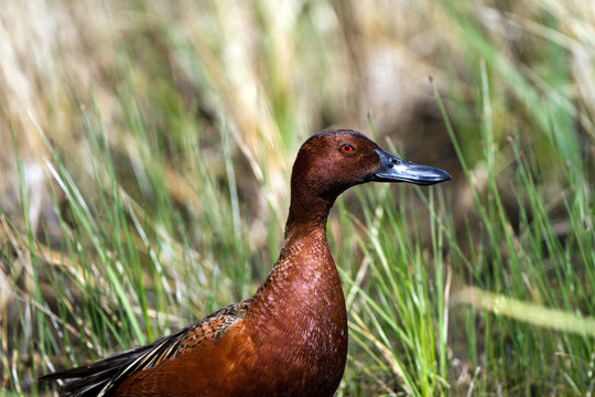 Male Cinnamon Teal in a marsh, close-up profile view
