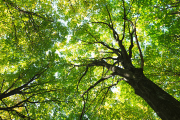  green forest