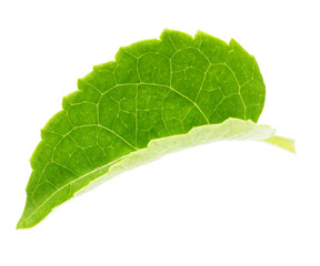 Fototapeta na wymiar Apple leaf isolated