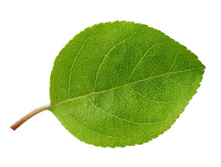Apple leaf isolated