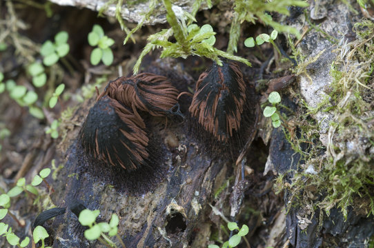 Stemonitis fusca on an old fallen tree