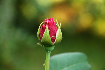 Red rose bud in the garden