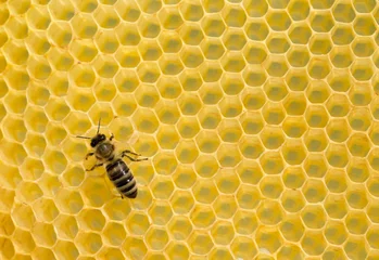 Fotobehang  bees on honeycells © Pakhnyushchyy