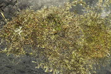 Wood with moss texture