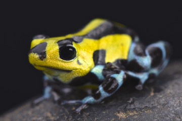 Sira poison dart frog (Ranitomeya lamasi highland form)