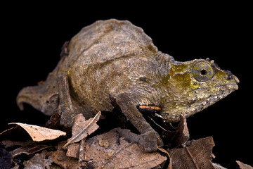 Uluguru pygmy chameleon (Rhampholeon uluguruensis)