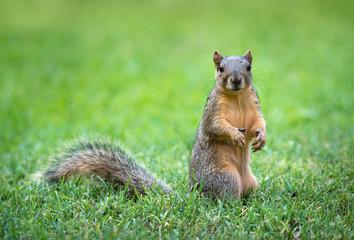 Eastern Fox squirrel (Sciurus niger) eating bird seeds in the garden