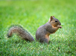 Naklejka na ściany i meble Young Eastern Fox squirrel (Sciurus niger) eating bird seeds in the garden