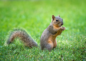 Young Eastern Fox squirrel (Sciurus niger) eating bird seeds in the garden