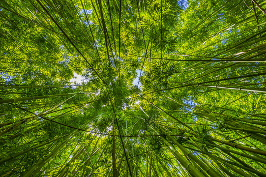 Ein Dach aus Bambus