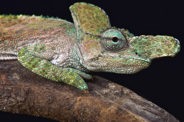 Strange-nosed chameleon (Kinyongia xenorhina)