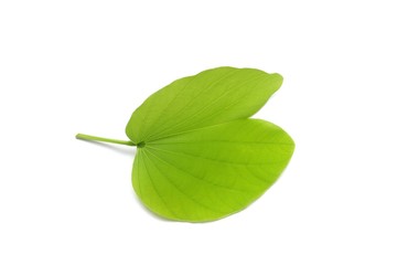 Purple Bauhinia leaf