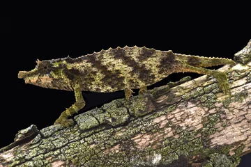Crédence de cuisine en verre imprimé Caméléon The Spiny pygmy chameleon (Rhampholeon acuminatus) was only discovered in 2006.