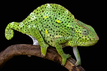 Papier Peint photo Lavable Caméléon Usumbura giant chameleon (Trioceros deremensis)