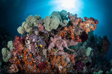 Colorful Soft Corals and Sunlight