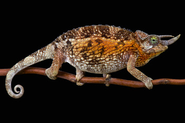 Jackson's chameleon (Trioceros jacksonii jacksonii) female