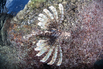 Lionfish With Venomous Spines