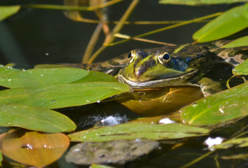 green frog.