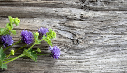 Frauenmantel und Schnittlauch Blüten auf Treibholz Brett