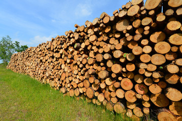 Holz, Kiefernholz, Baumst&auml;mme, Holzstapel, Waldarbeit, Brennholz, Forst