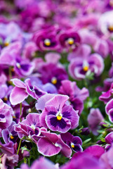  purple violets in a flowerbed